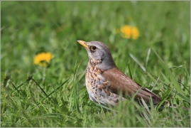 <p>DROZD KVÍČALA (Turdus pilaris) /Fieldfare - Wacholderdrossel/</p>